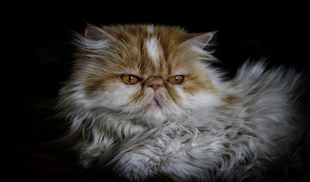 ماکیان دام پارس-کلیه پلی کیستیک در گربه ها