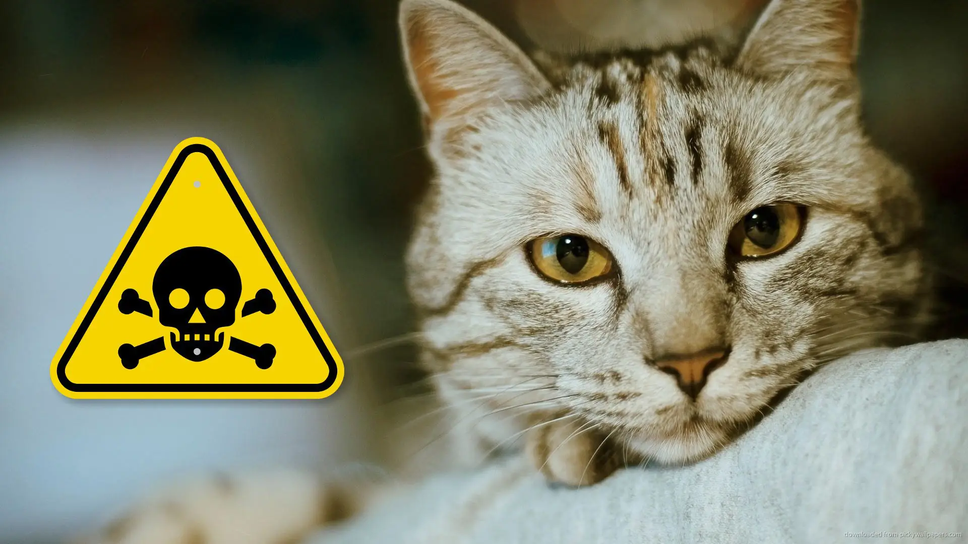 ماکیان دام پارس-خطر مسمومیت در گربه