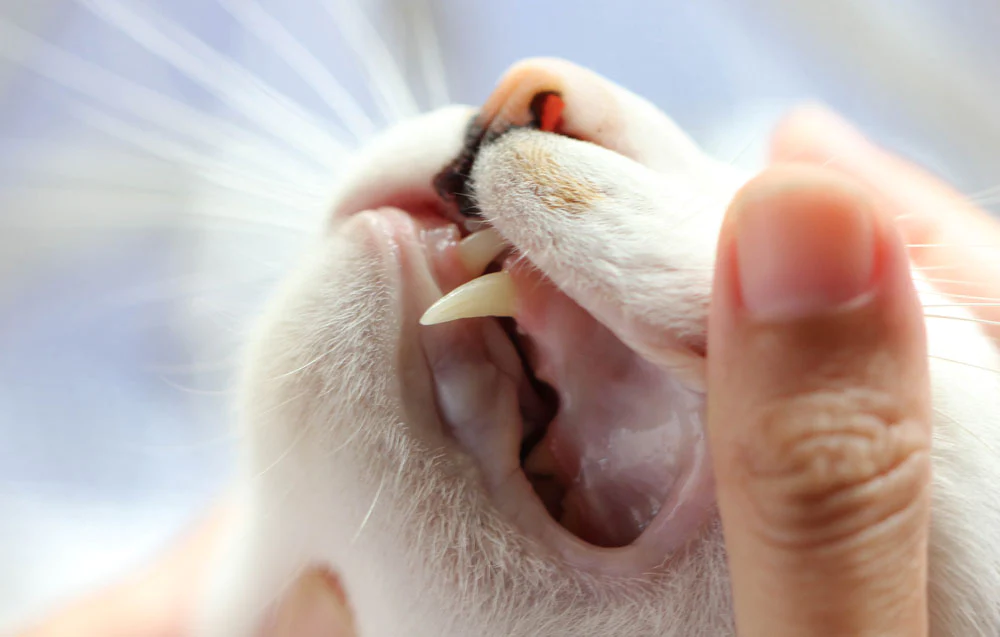 ماکیان دام پارس-بررسی اثرات اسپری طبیعی "ماریمند 7" در ترمیم زخم های دهانی گربه