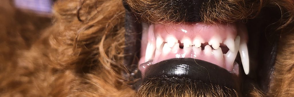 ماکیان دام پارس-صفر تا صد دندان شیری در توله سگ ها