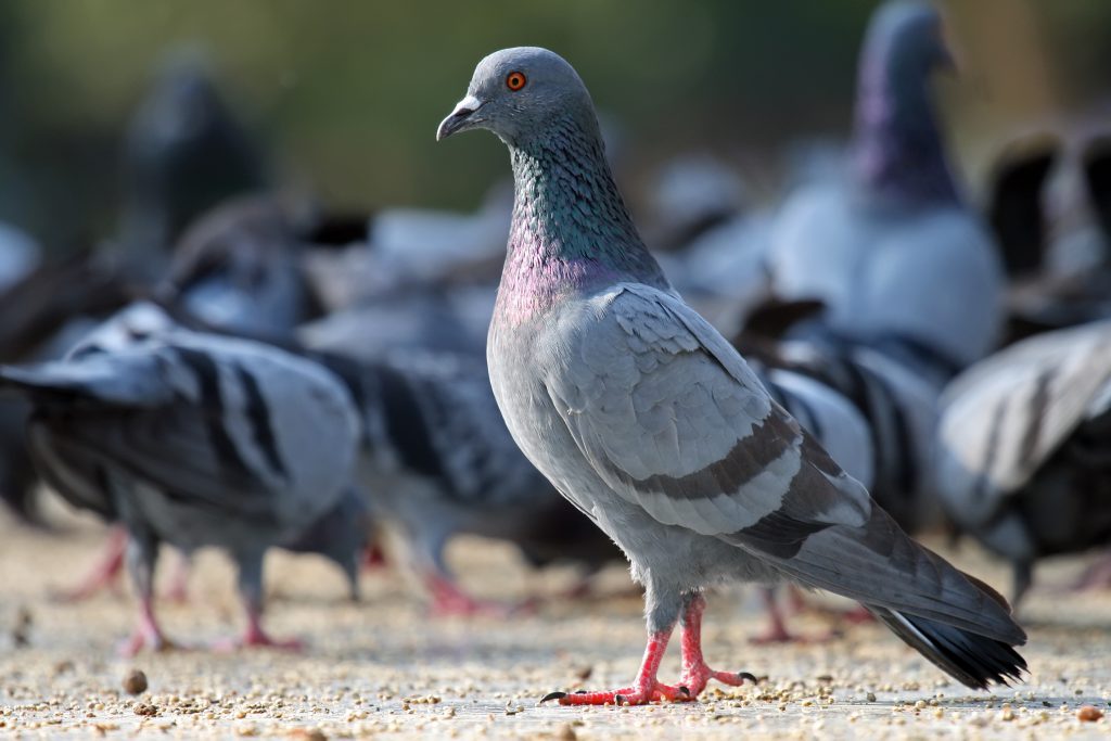 ماکیان دام پارس-بررسی اثرات داروی کوکسی فیت ال در مقابله با تریکومونیازیس در کبوترها