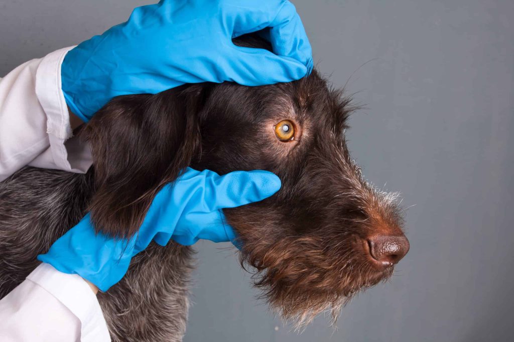 ماکیان دام پارس-ویروس دیستمپر در سگ ها؛ علائم بالینی تا درمان