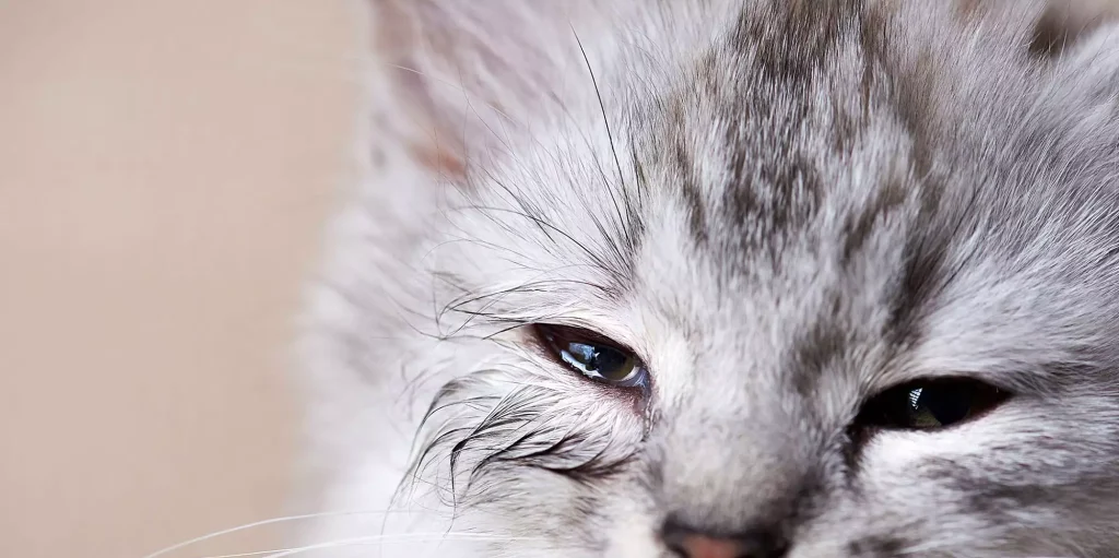 ماکیان دام پارس-هرپس ویروس در گربه؛ علائم بالینی، پیشگیری و درمان