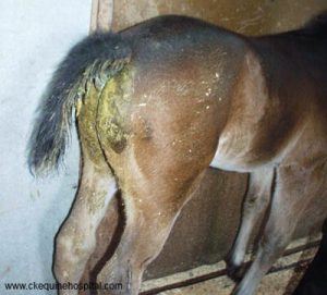 makiandampars - horse diarrhea