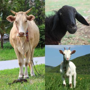 makiandampars - cattle stress