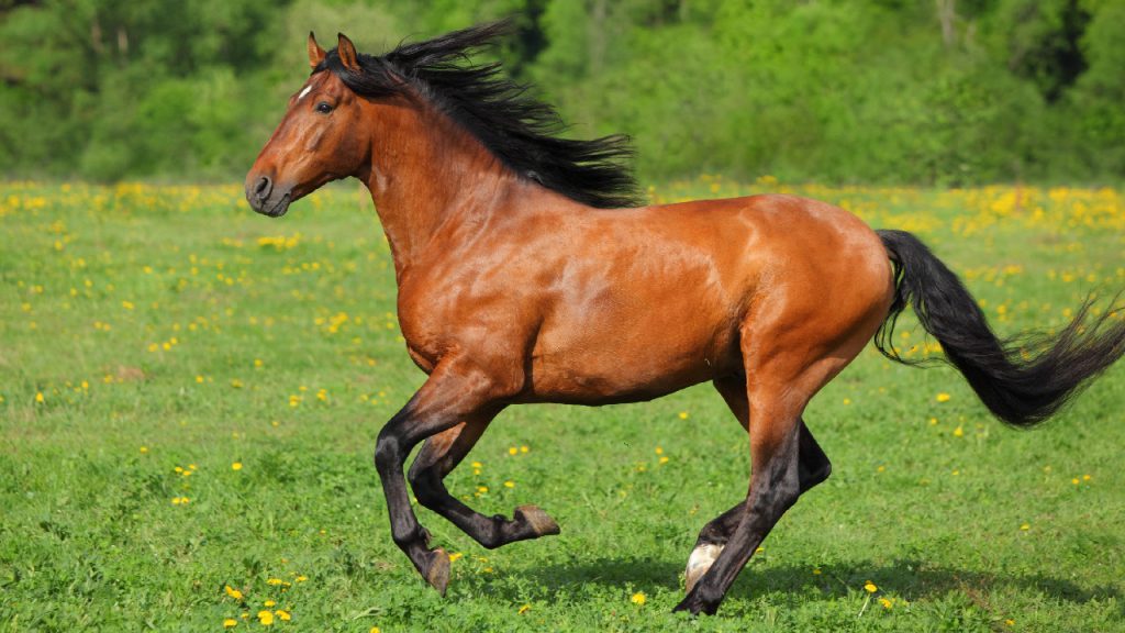 ماکیان دام پارس - درماتوفیتوز، مشکل پوستی شایع در اسب ها