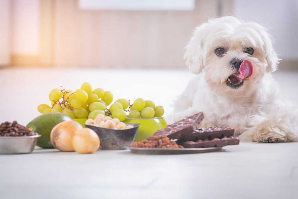 ماکیان دام پارس - چرا سگ ها نباید خوراکی های عید را بخورند؟
