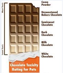 makiandampars - chocolate toxicity in dogs 