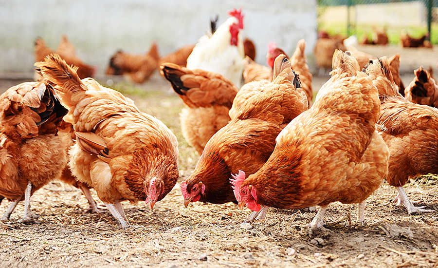 makiandampars - mycotoxin disadvantages in poultry