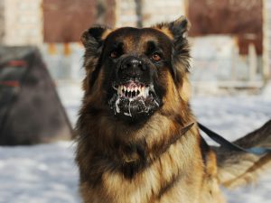 makiandampars - rabies, a threat to animals and human