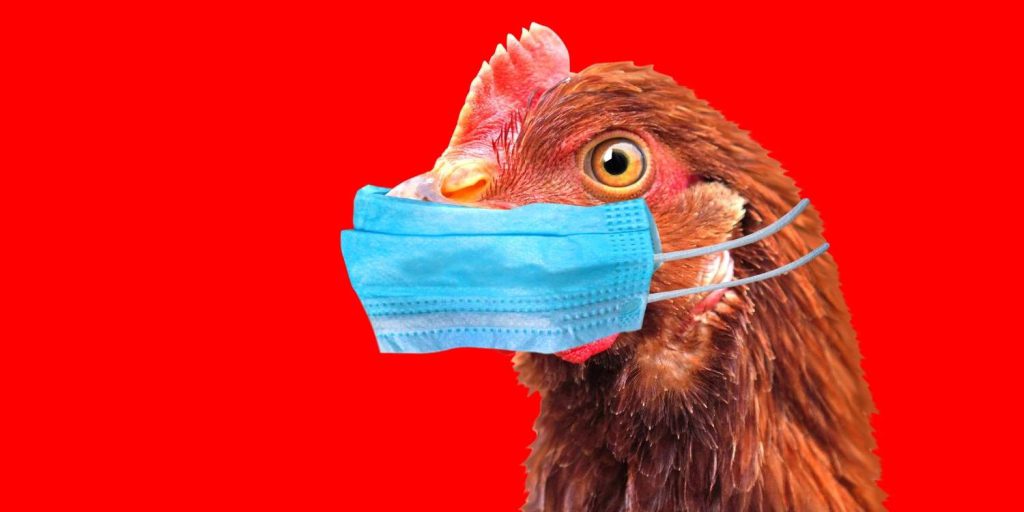 makiandampars - avian influenza