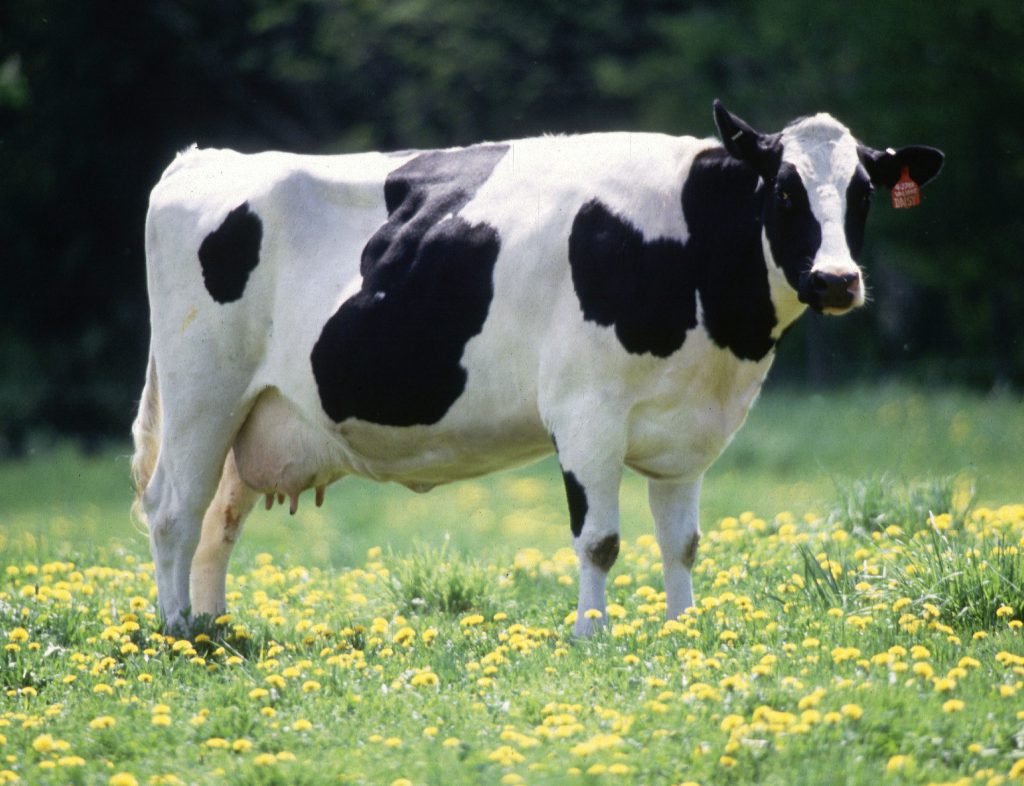 makiandampars - probiotics and milking yield in dairy cow