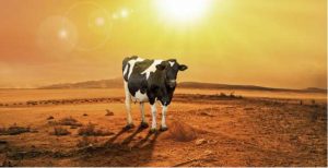 makiandampars - heat stress in cow