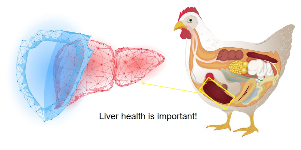 Makiandampars - Liver Health in poultry