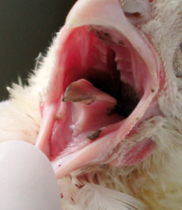 makiandampars - oral lesions in poultry mycotoxicosis