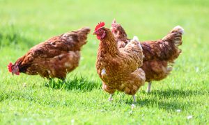 makiandampars - avian influenza is threatening