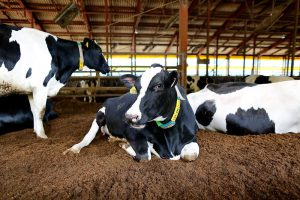 makiandampars - synbiotic in dairy cow