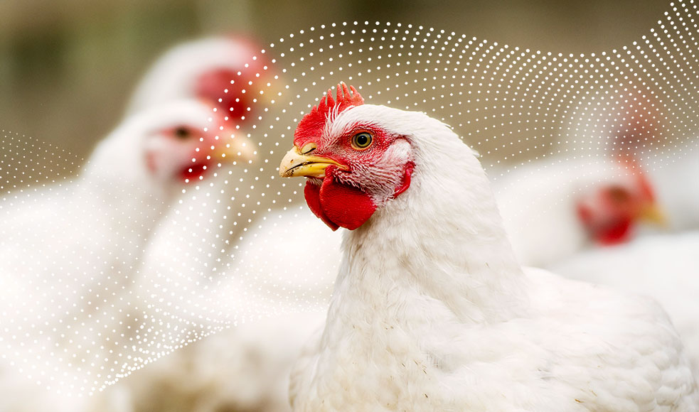 makiandampars - the most prevalent respiratory diseases in poultry; a review