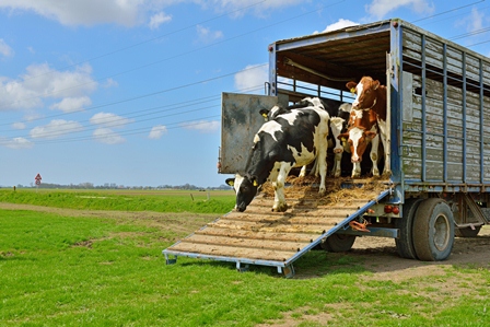 makiandampars - shipping fever in cattle and its solution