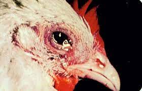 makiandampars - respiratory diseases in poultry