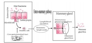 makiandampars - entero mammary pathway
