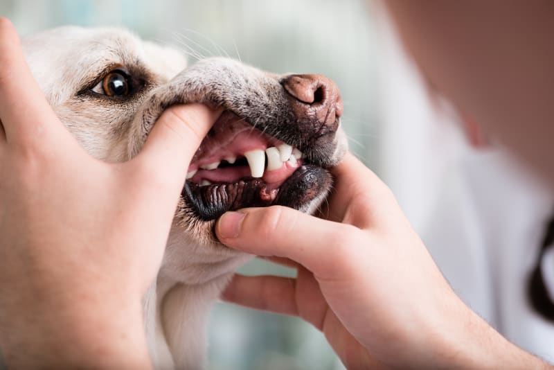 makiandampars - solution for periodontal diseases in pet animals