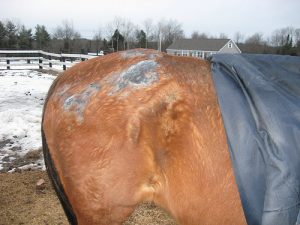 makiandampars - rain rot in horses
