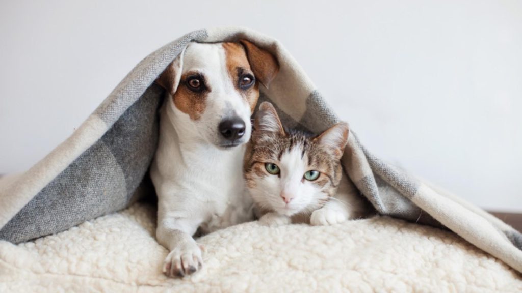 makiandampars - hepatitis in cats and dogs