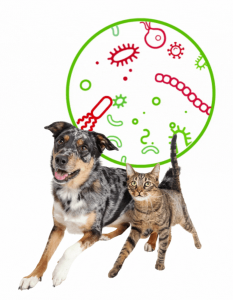 makiandampars - gut microbiome in cats and dogs