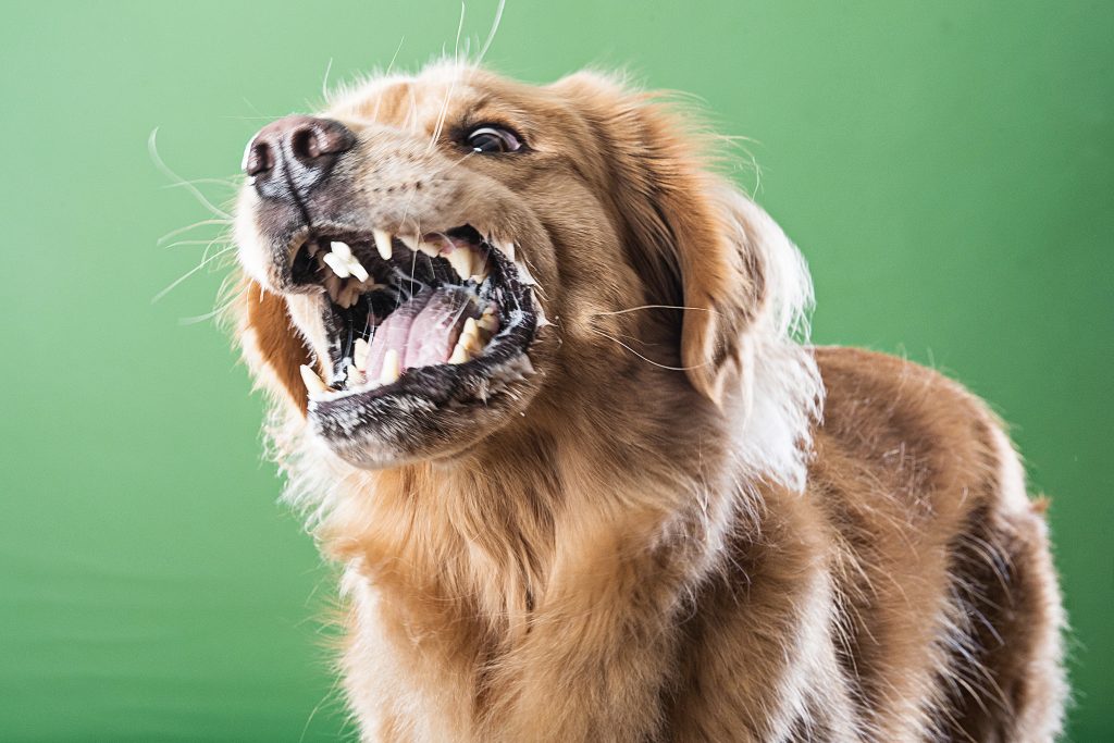 makiandampars - rabies in dogs and cats; control and prevention