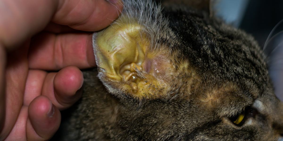 makiandampars - hepatitis in cats