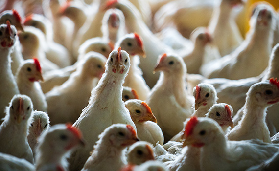 makiandampars - effects of lavar ren on poultry renal health