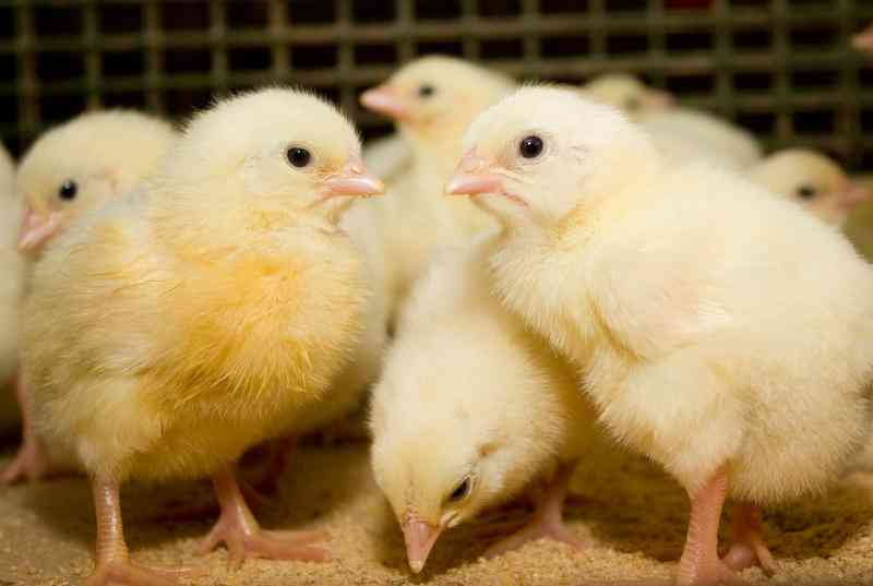 makiandampars - colibacillosis in poultry