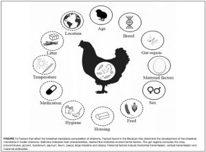 makiandampars - chicken microbiota