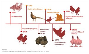 makiandampars - history of avian adenoviruses