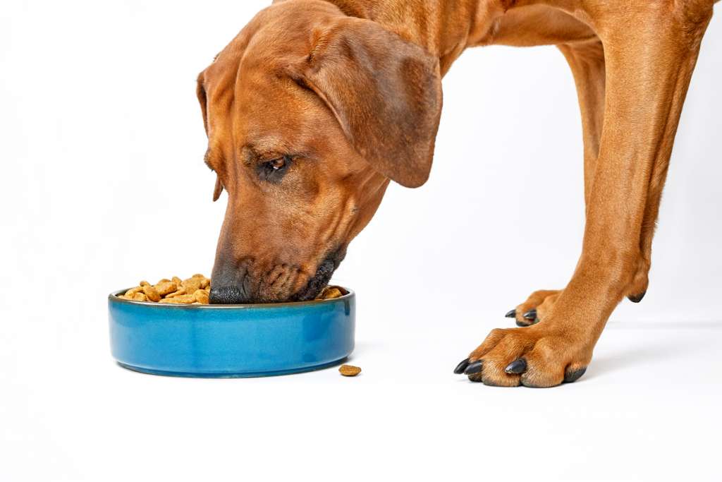 makiandampars - food allergies in dogs