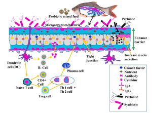 makiandampars - immune stimulation effect of synbiotics in aquaculture