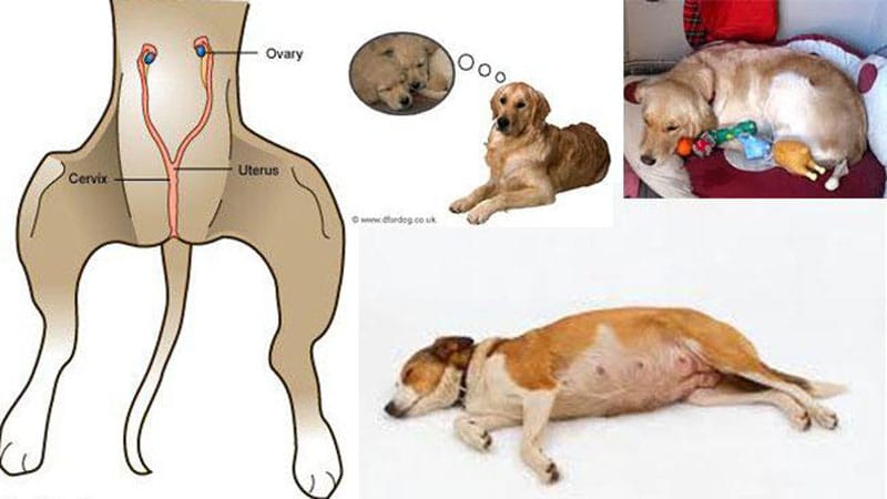 makiandampars - phantom pregnancy in dogs