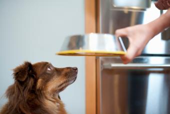 makiandampars - diet for dogs with fatty liver 