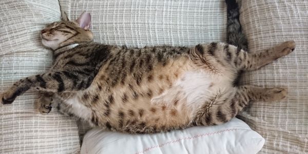 makiandampars - fatty liver in cats