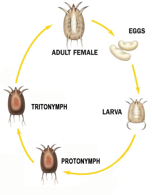 makiandampars - poultry red mite lifecycle