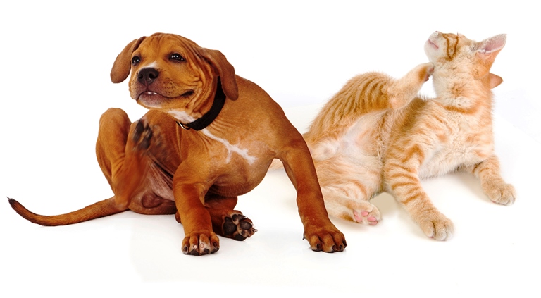 makiandampars - atopic dermatitis in cats and dogs