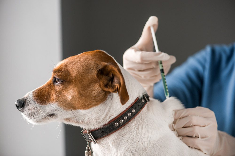 makiandampars - dog vaccination