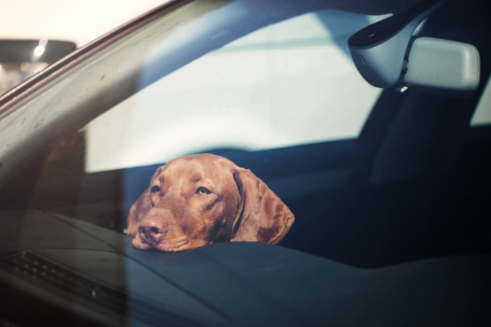 makiandampars - car stress in dogs and cats