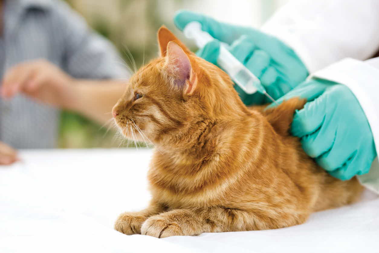 makiandampars - cat vaccination