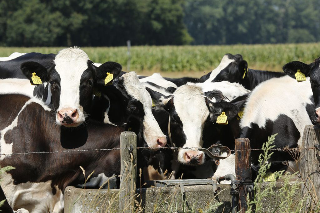 makiandampars - stress in dairy cattle