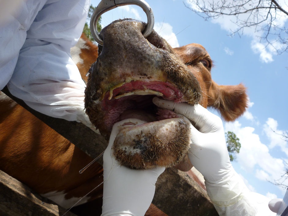 makiandampars - foot and mouth disease in cattle