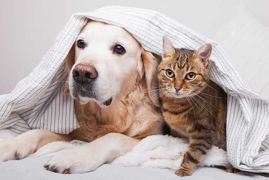 makiandampars - drug induced hepatic problems in cats and dogs