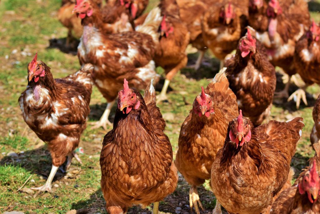 makiandampars - stress in poultry
