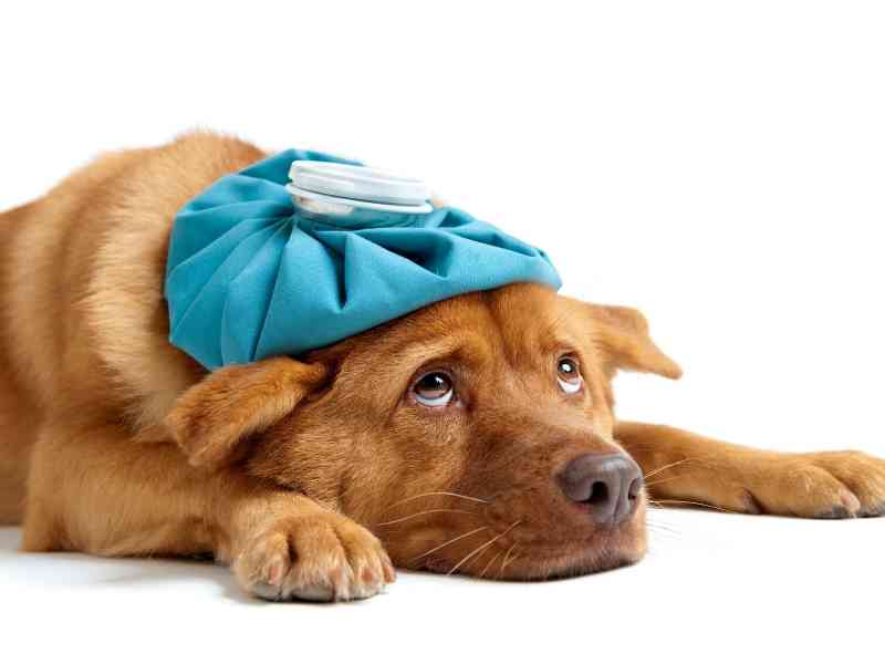 makiandampars - common diseases in dogs
